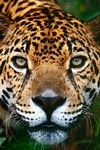 pic for Jaguar 